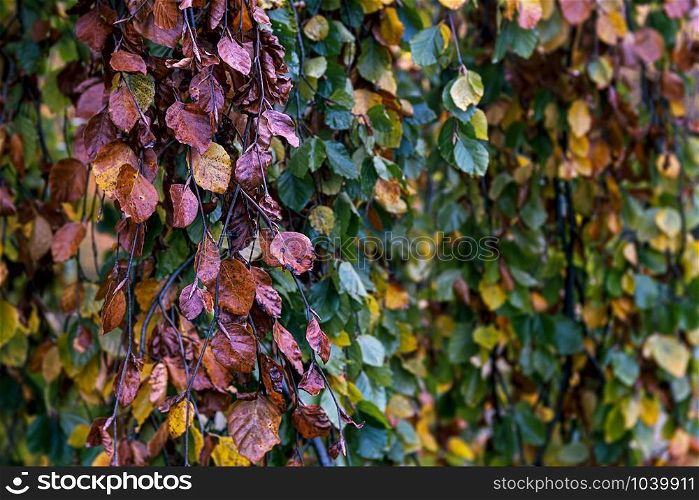 autumn leaves of a weeping beech, in green, yellow, brown, orange, golden color