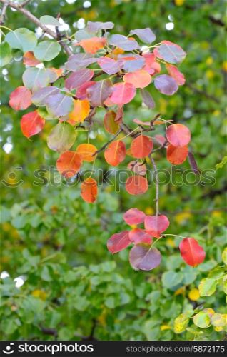 Autumn leaves of pear tree