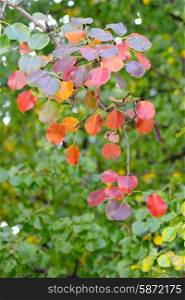 Autumn leaves of pear tree