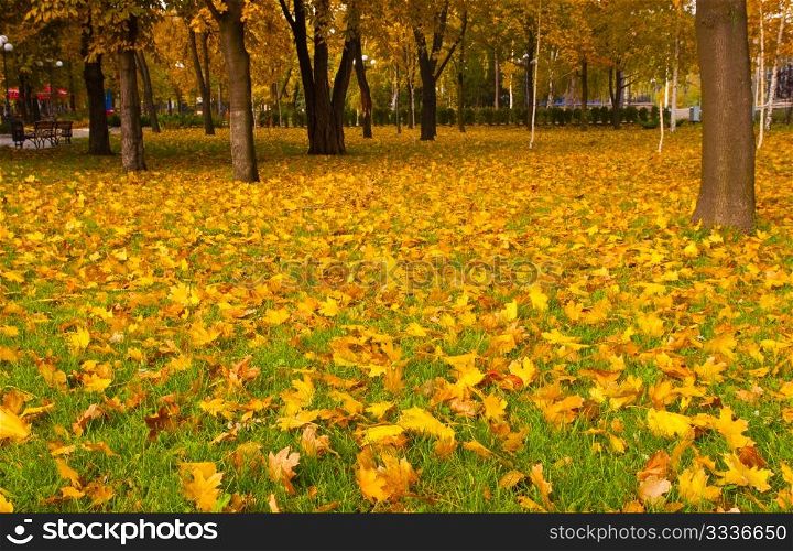 Autumn leaves on a green grass