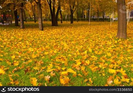 Autumn leaves on a green grass