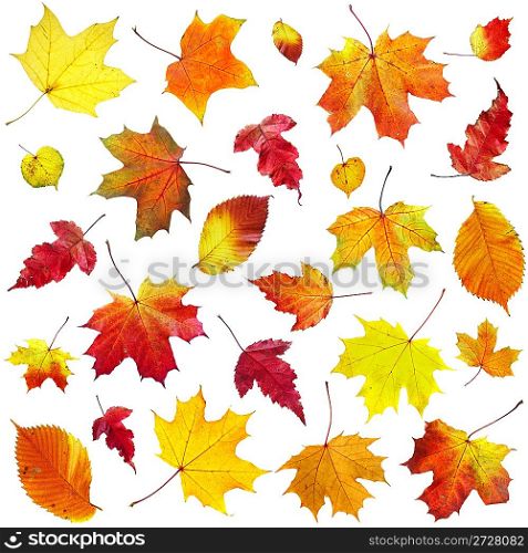 Autumn leaves on a white background...