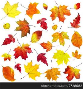 Autumn leaves on a white background...