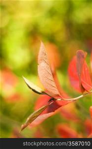 Autumn leaves on abstract blurred background (very shallow DoF, focus on the first leaf)