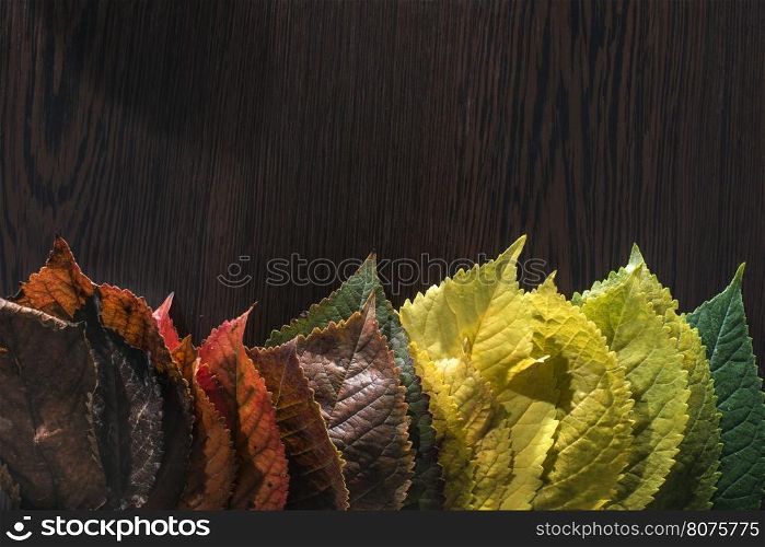 Autumn leaves on dark background. Multicolor