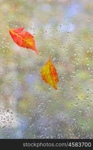 autumn leaves on glass with natural water drops