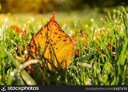 autumn leaves on grass. close up view of autumn leaves on grass