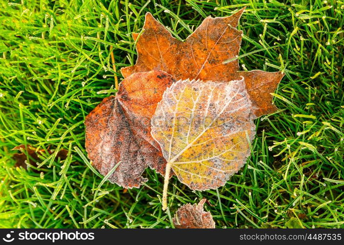 autumn leaves on grass. close up view of autumn leaves on grass