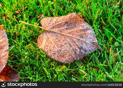 autumn leaves on grass. close up view of autumn leaves on grass