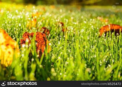 autumn leaves on grass. close up view of autumn leaves on grass
