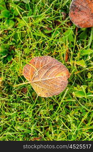 autumn leaves on grass. close up view of autumn leaves on grass