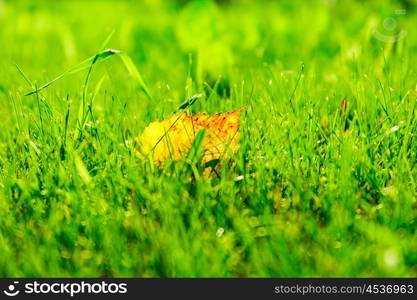 autumn leaves on grass. close up view of autumn leaves on grass