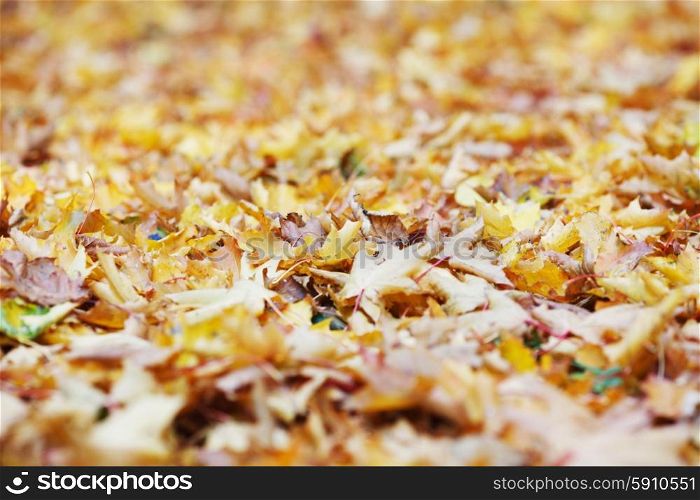 Autumn leaves on ground. Colorful autumn dry maple leaves on ground on park