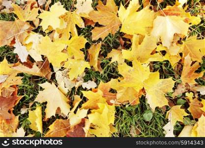 Autumn leaves on ground. Colorful autumn dry maple leaves on ground on park