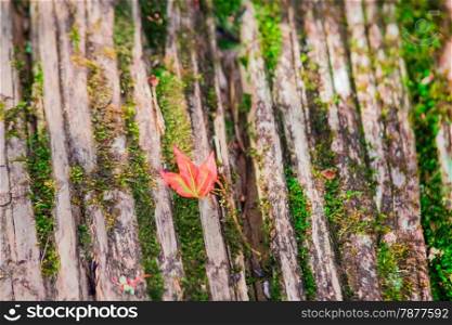 Autumn leaves on old woods