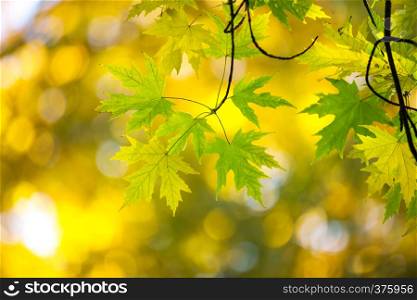 Autumn leaves on sunny day