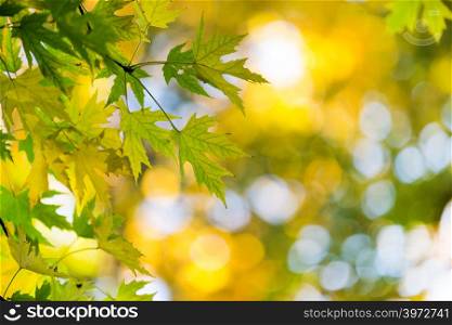 Autumn leaves on sunny day