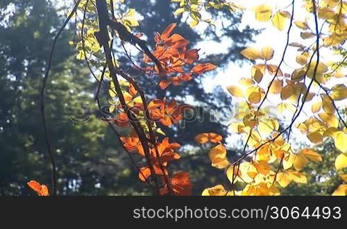 autumn leaves on the branches