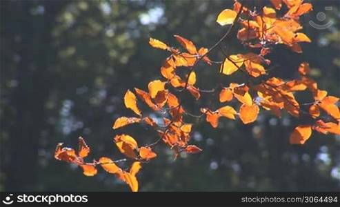 autumn leaves on the branches