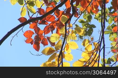 autumn leaves on the branches