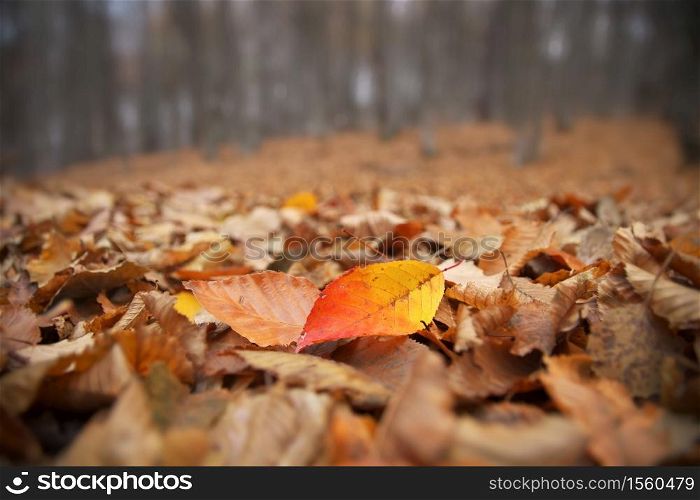 Autumn leaves on the forest ground. Close-up nature composition.