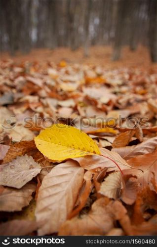 Autumn leaves on the forest ground. Close-up nature composition.