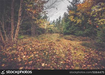 Autumn leaves on the ground in a Scandinavian forest in the fall