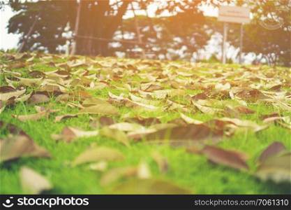 Autumn leaves on the lawn of green grass