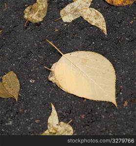 Autumn leaves on the pavement in Central Park Manhattan, New York City, U.S.A.