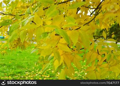 Autumn leaves on tree branch