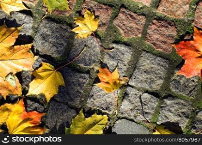 Autumn leaves on walkway