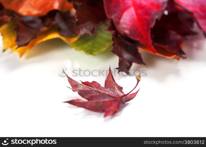 Autumn Leaves on white background