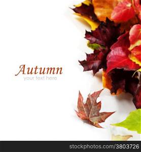 Autumn Leaves on white background