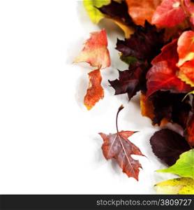 Autumn Leaves on white background