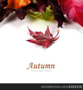 Autumn Leaves on white background