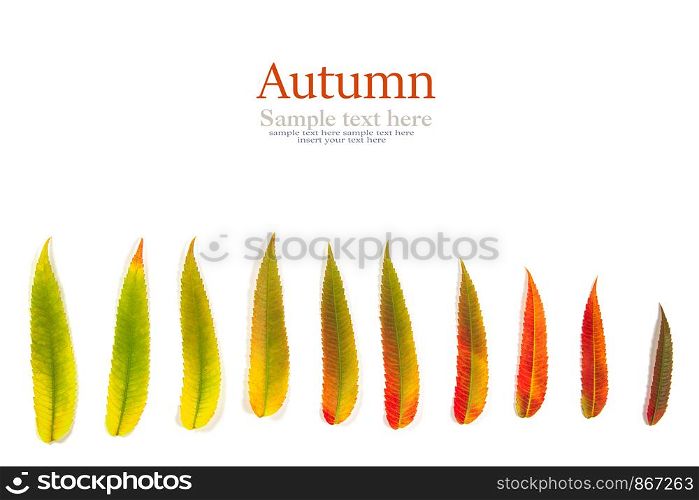 Autumn leaves on white background. Autumn background, Colors of Fall. Autumn leaves on white background. Autumn background