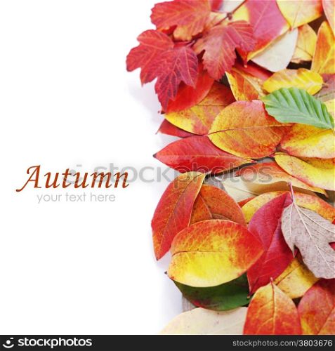 Autumn Leaves on white background (with easy removable sample text)