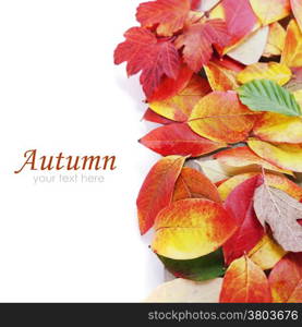 Autumn Leaves on white background (with easy removable sample text)