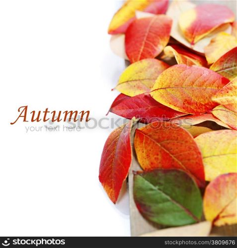 Autumn Leaves on white background (with easy removable sample text)