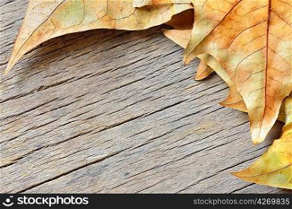 autumn leaves over wood background
