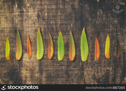 Autumn Leaves over wooden backgound. Autumn leaves on old wood background. Autumn background,