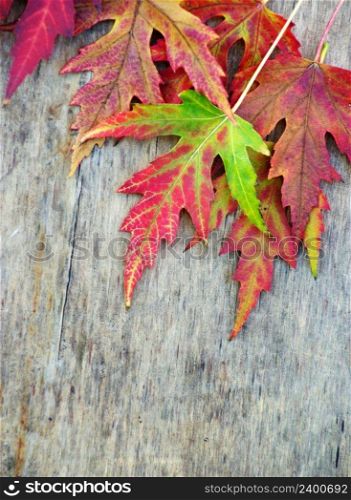 Autumn leaves over wooden background 