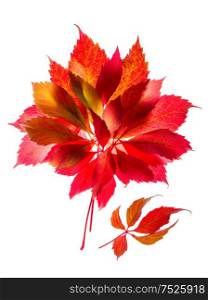 Autumn leaves red and yellow isolated on white background. Nature object