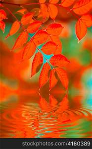 autumn leaves reflecting in the water, shallow focus