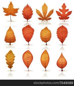 Autumn Leaves Set. Illustration of a set of autumn and fall season orange, red and yellow leaves, from various plants and trees species