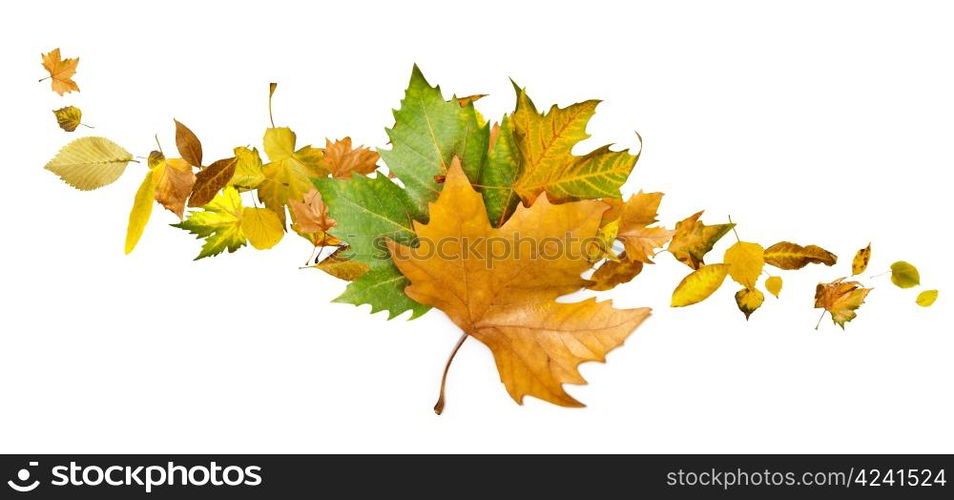 Autumn leaves set. White isolated.