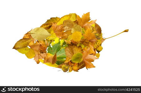 Autumn leaves set. White isolated.