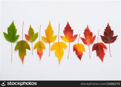 Autumn leaves soft gradient transition from greed to dark red. Fall colors season cycle change concept flat lay.