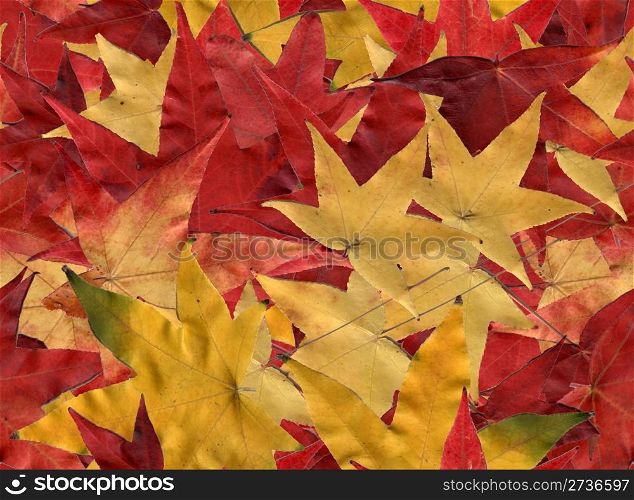 Autumn leaves, tiled to create a seamless background