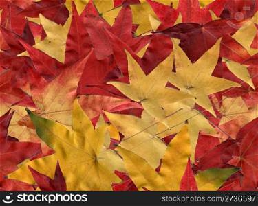 Autumn leaves, tiled to create a seamless background